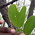 Sassafras