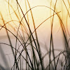 DUSK GRASS.jpg
