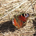 European Peacock