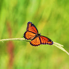 Viceroy Butterfly