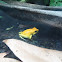 Golden Poison Frog