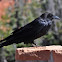 Common Raven