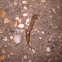 Slug