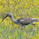 White Ibis (juvenile)