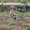 Hoopoe