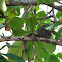 Grey-Bellied Squirrel