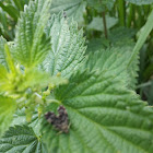 Common Nettle-tap