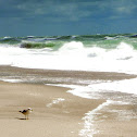 Ring-billed Gull