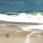Ring-billed Gull
