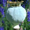 Poppy seed head