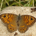 Wall Brown / Zidni okaš