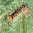 Gypsy moth caterpillar
