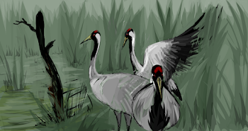 Cranes