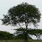 Sweet Thorn Acacia