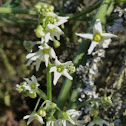 Wild Cucumber