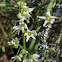 Wild Cucumber