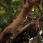 Black Kite