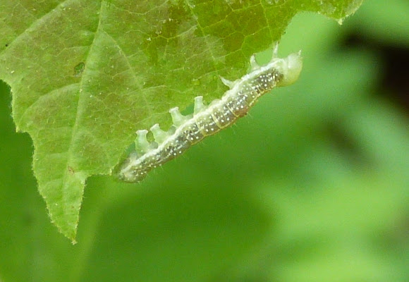 Spotting Image 1