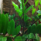 Welcome plant