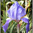 German Iris(Lirio azul).