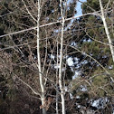 Quaking Aspen