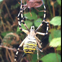 Waspspider