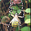 Waspspider