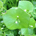 Purslane