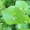 Purslane