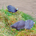 Helmeted Guineafowl