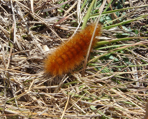 Spotting Image 1