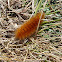 Yellow woolly bear