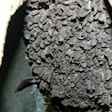 Mexican free-tailed bat