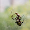 wasp spider