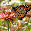 Monarch (female)