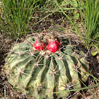 Horse crippler