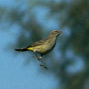 Palm Warbler