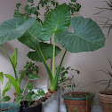 Elephant Ear