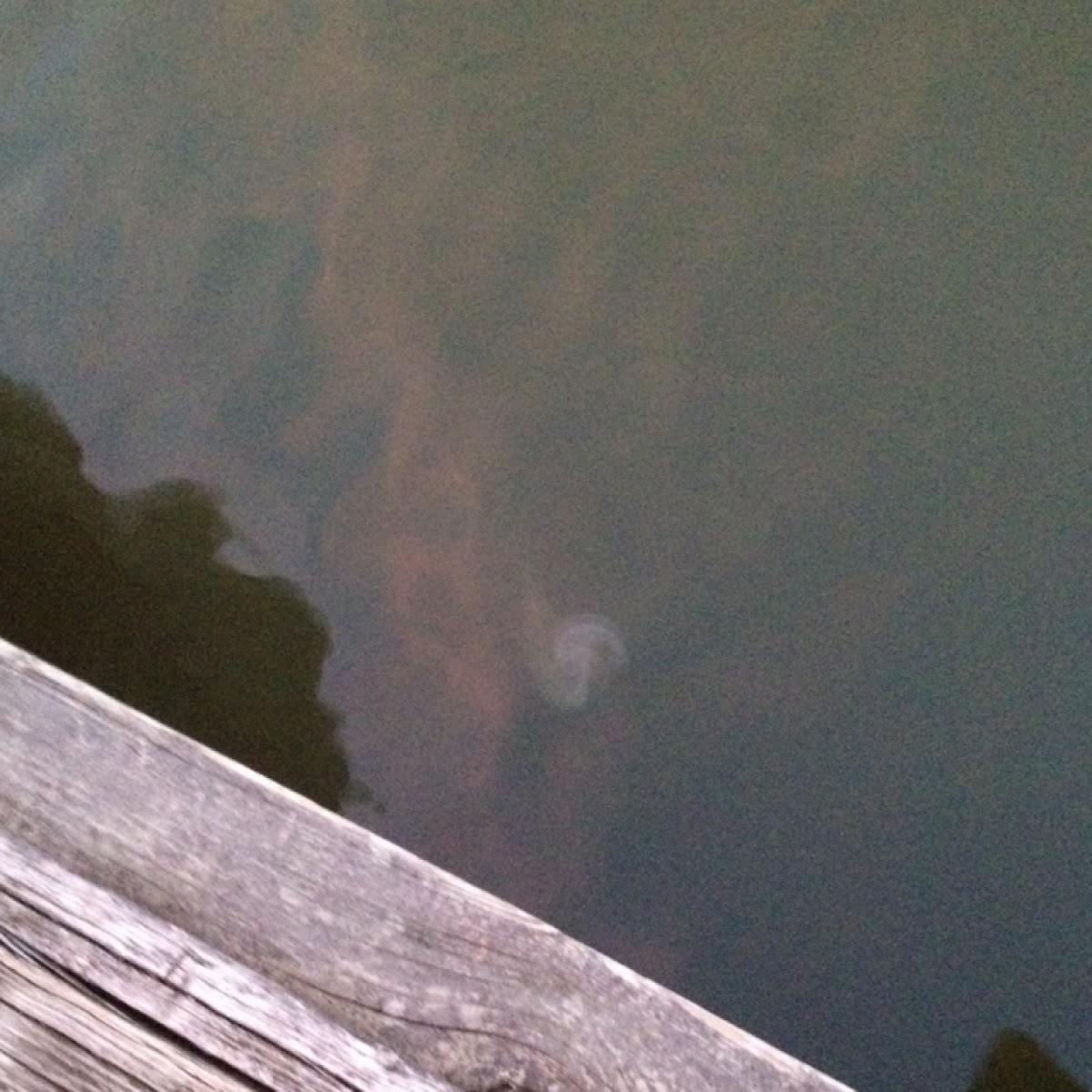 Jelly fish