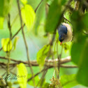 Velvet-fronted Nuthatch