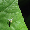 Long-legged fly