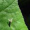 Long-legged fly