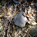 Western Pond Turtle