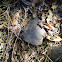 Western Pond Turtle