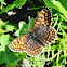 False Heath Fritillary