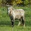 Ponies