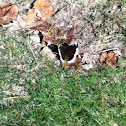 Mourning Cloak Butterfly