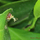 (Emerging) Assassin Bug Nymphs