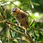 Pica-pau-anão-de-coleira, fêmea (Ochre-collared Piculet, female)