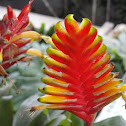 Bromeliad